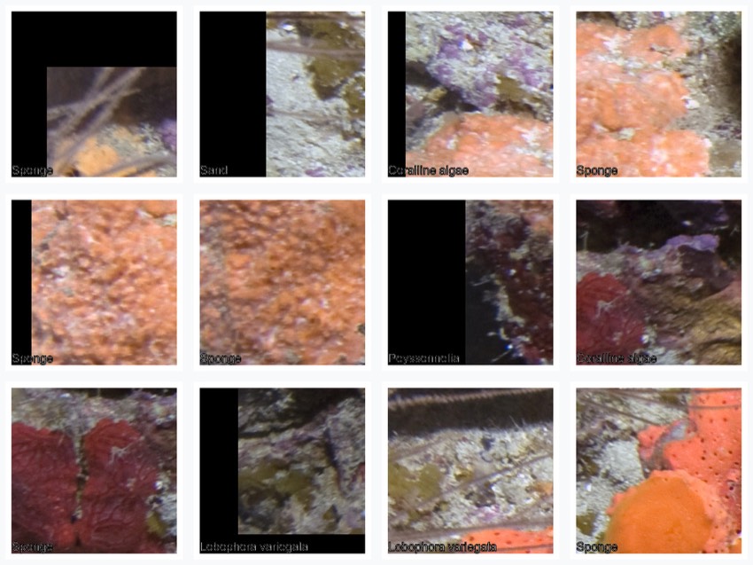 Twelve square reef image patches centered on CPCe points and labeled with example benthic classes.