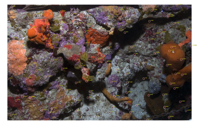Reef photoquadrat with many small CPCe point circles and short label codes overlaid for visual coordinate and label review.